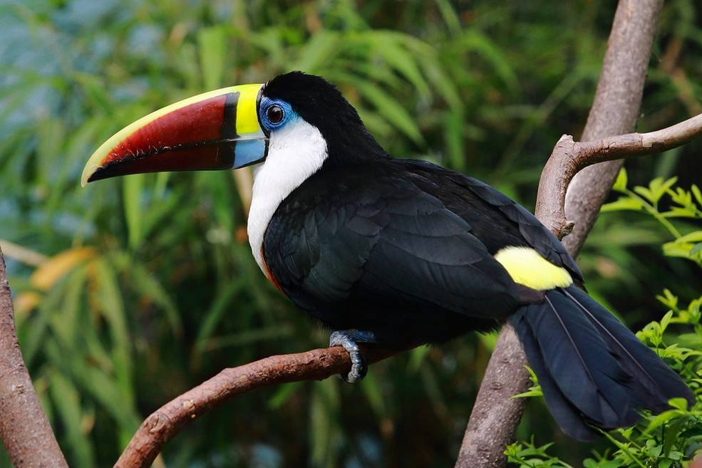  p>红胸巨嘴鸟(学名:ramphastos dicolorus )是中型 a href="#" data