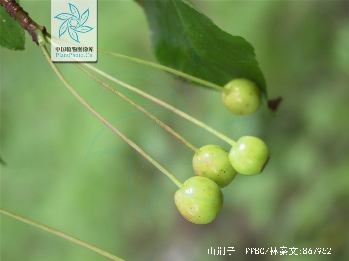  p>山荆子(学名: i>malus baccata  /i>(l.) borkh.