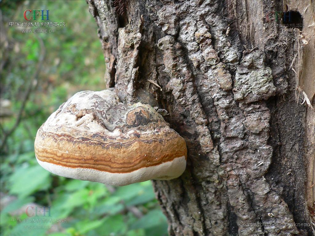  p data-id="gnbprpdqbw">多孔菌目的1科.