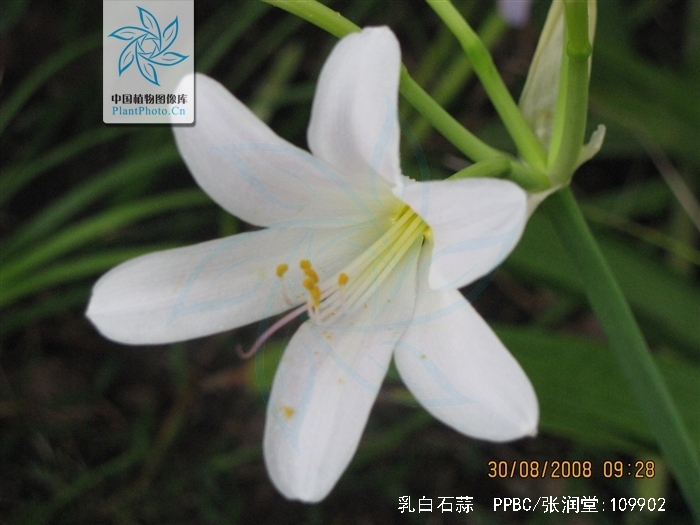  p>乳白石蒜(学名: i>lycoris albiflora /i> koidz) a target="