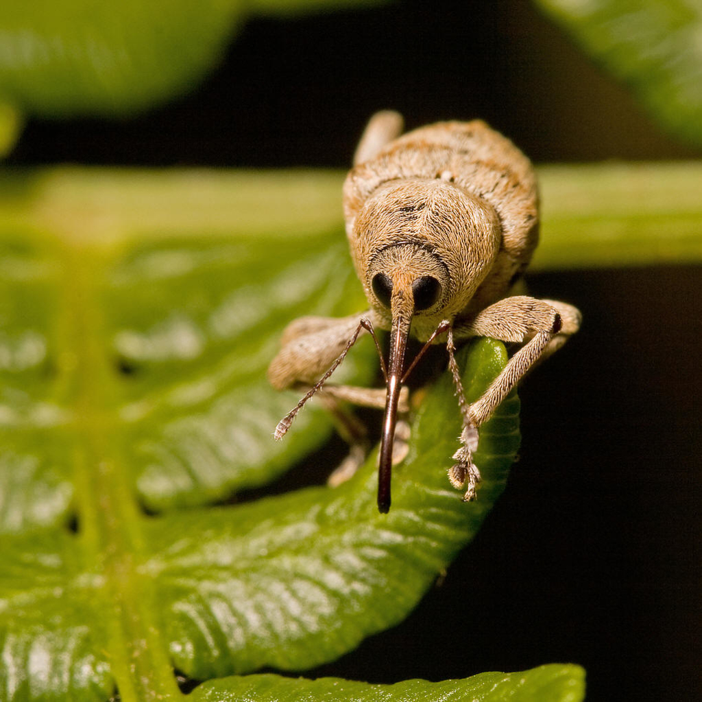  p>象甲科(curculionidae;weevils), a href="#" data-lemmaid="