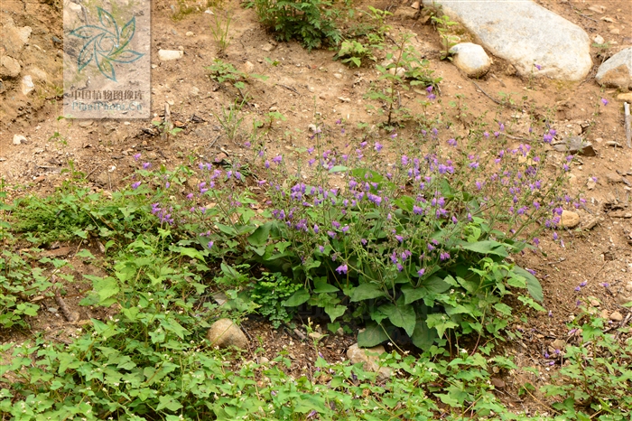  p>川香草(学名:lysimachia wilsonii hemsl.