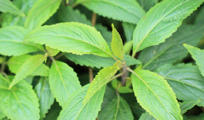 rabdosia stracheyi (benth. ex hook.f.) h. hara