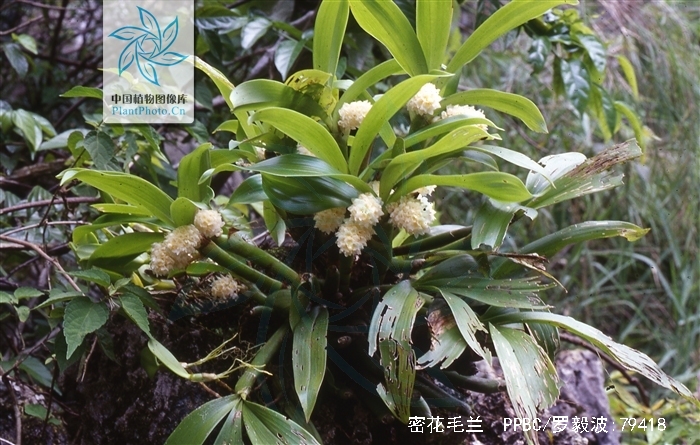  p>密花毛兰(学名: i>eria spicata  /i> (d. don) hand.-mazz.