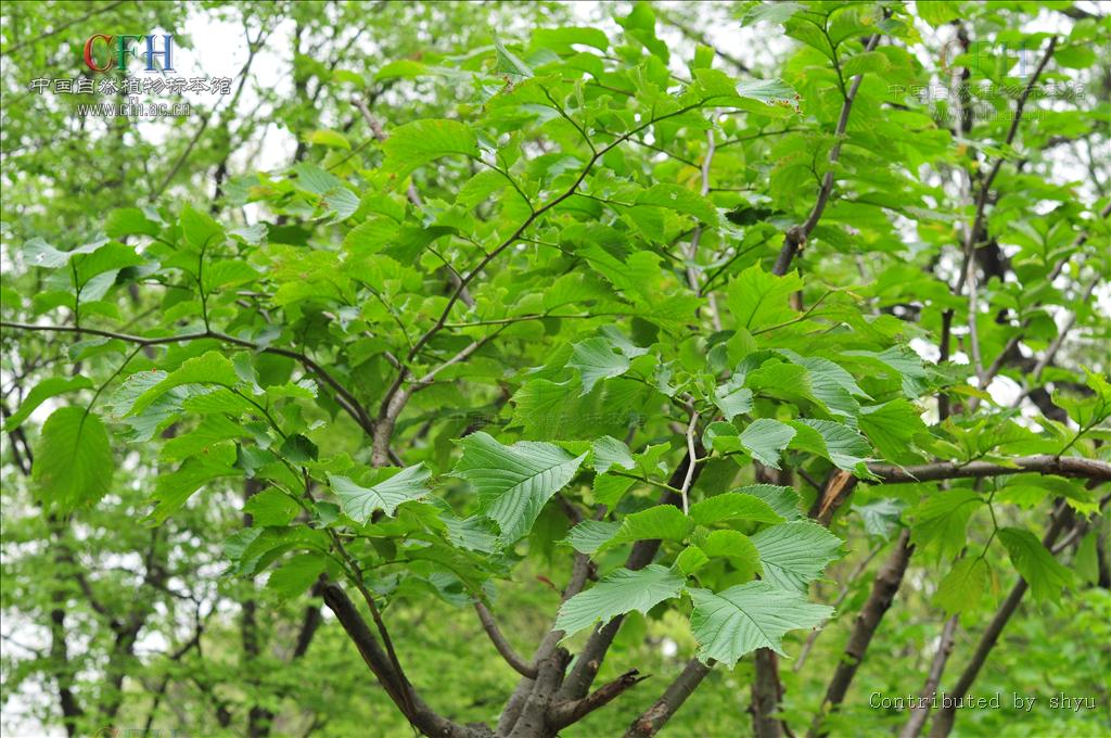  p>裂叶榆(学名: i>ulmus laciniata /i> (trautv.) mayr.