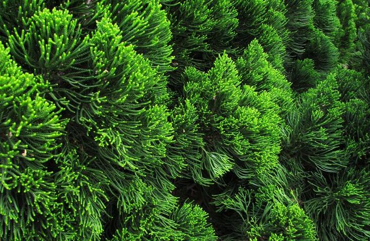  p data-id="gnbjntbub1">柏树叶又名柏木叶,柏