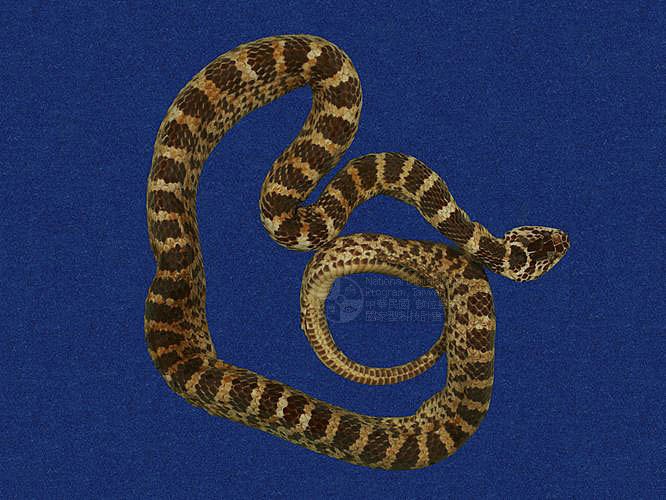  p>红斑蛇,学名赤链蛇,隶属爬行纲蛇目游蛇科,国