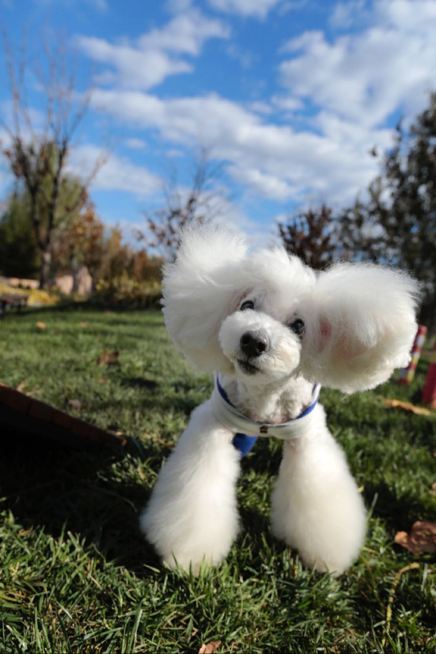  p>贵宾犬(poodle),也称"贵妇犬",又称"卷毛狗",在德语中,pudel是"