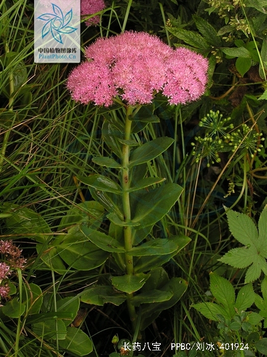 hylotelephiumspectabile (boreau) h. ohba