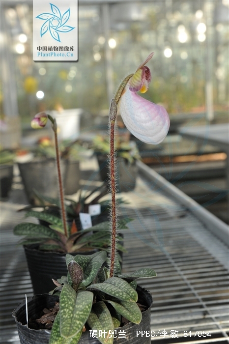  p>硬叶兜兰(学名: i>paphiopedilum micranthum /i> t. tang et f.