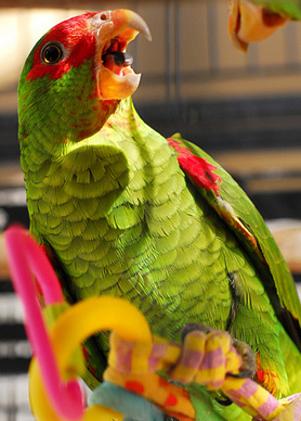  p>红眼镜亚马逊鹦鹉(学名:amazona pretrei)是典型的 a href="#"