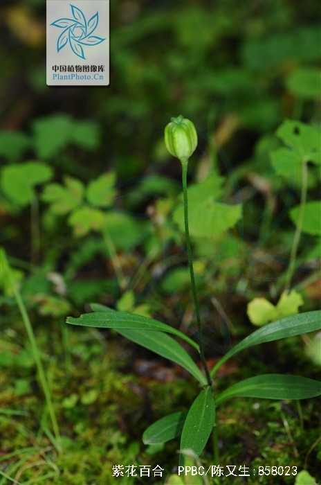  p>紫花百合(学名: i>lilium souliei /i> (franch.