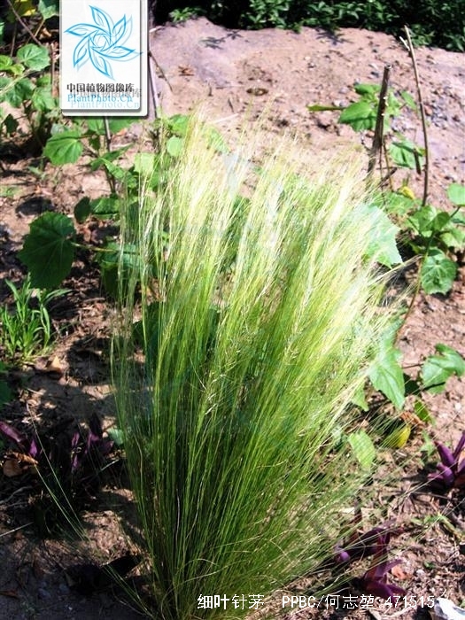  p>细叶针茅为针茅属的一种植物.