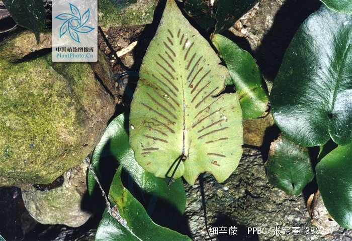  p>细辛蕨(学名: i>asplenium /i>  i>cardiophyllum /i> (hance)