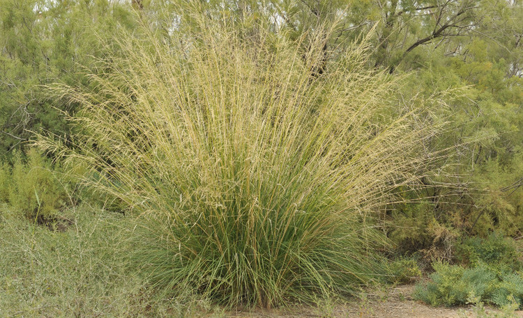  p>芨芨草(学名: i>achnatherum splendens  /i>(trin.