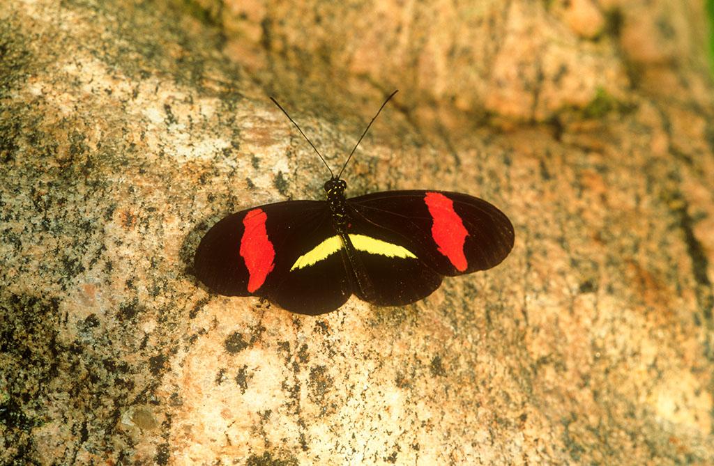  p>红带袖蝶 i>(学名:heliconius melpomene) /i>,又名红色邮差蝴蝶