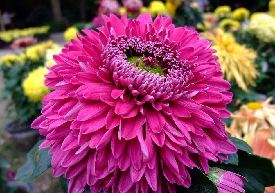 notoseris psilolepis