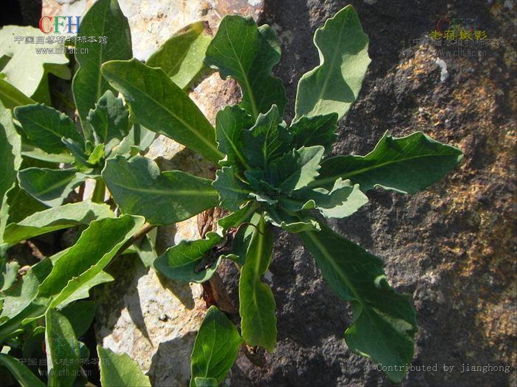  p>还阳参属(学名:crepis l.