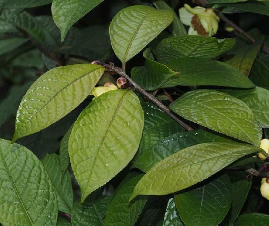 camellia impressinervis h. t. chang