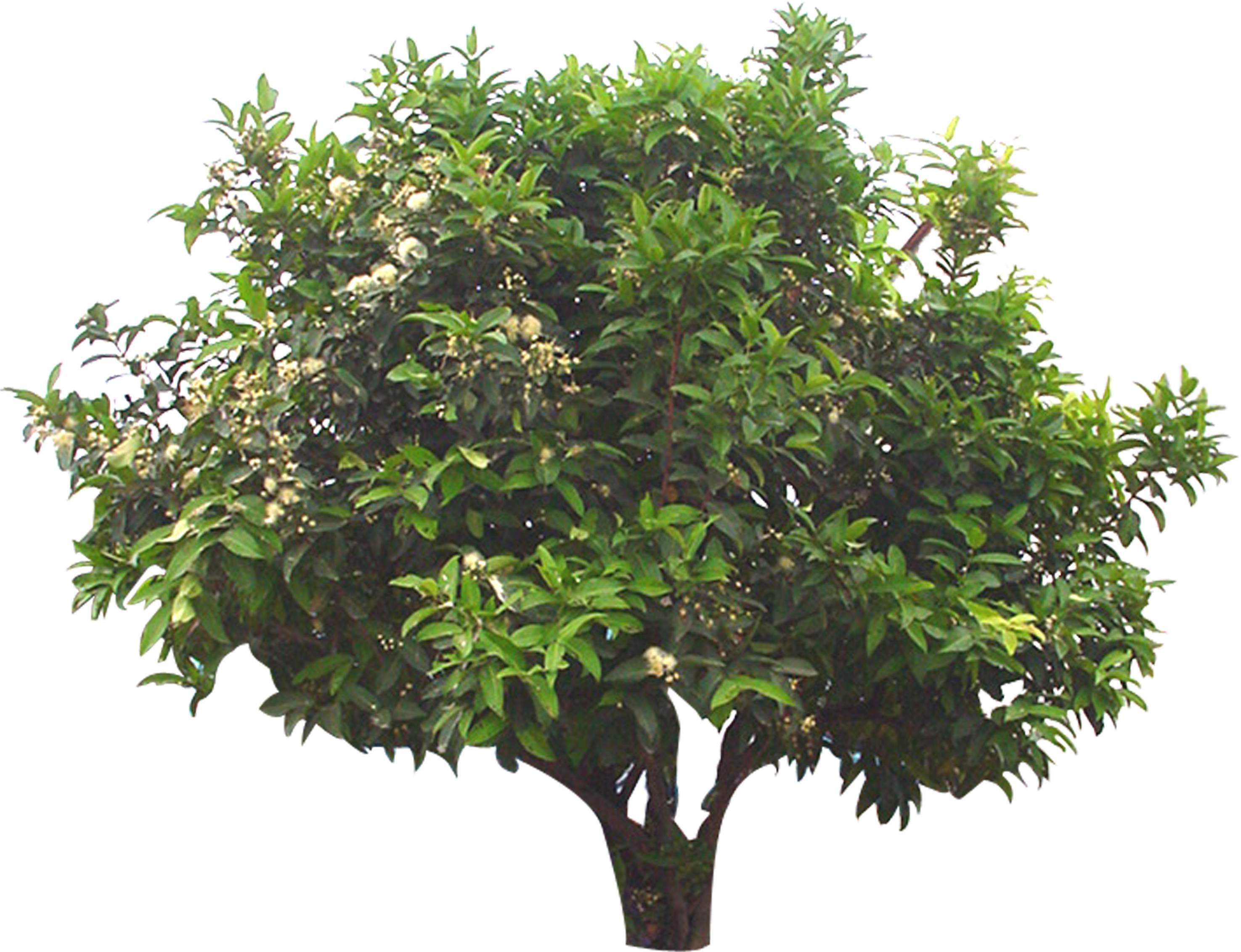  p>阔叶树:叶子宽阔的树.