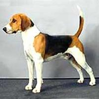 三色犬
