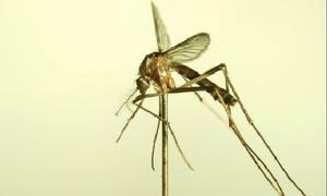  p>伊蚊,是一种 a href="#">蚊科 /a>库蚊亚科 a href="#">伊蚊属 /a>