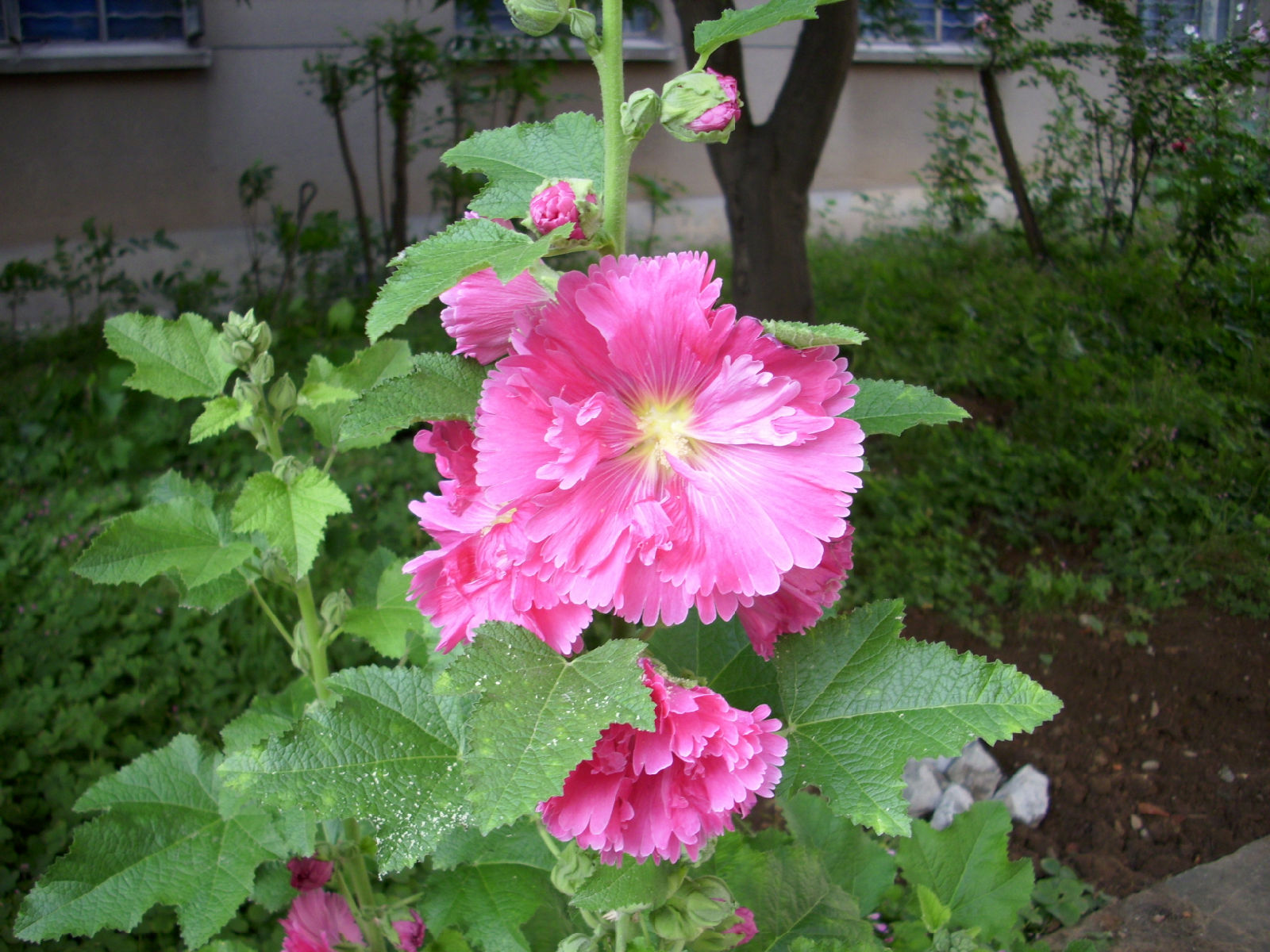  p>蜀葵(学名: i>althaea rosea  /i>(linn.) cavan.