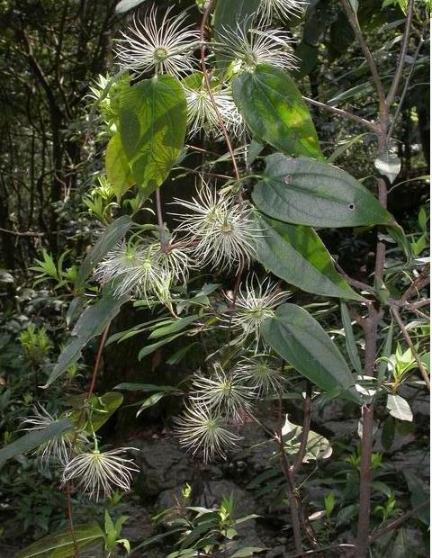  p>单叶铁线莲(学名: i>clematis henryi /i> oliv.