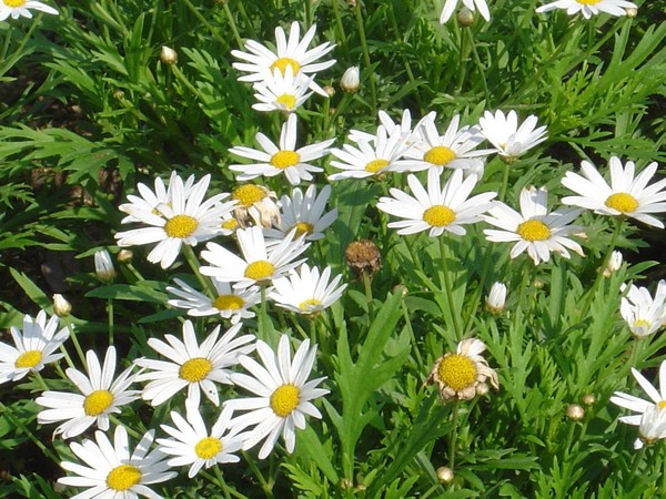  p>白晶菊又名小 a href="#">白菊 /a>,为一,二年生草本花卉.