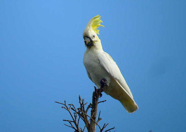  p>帝汶凤头鹦鹉(学名: i>cacatua sulphurea parvula /i>)是 a href=