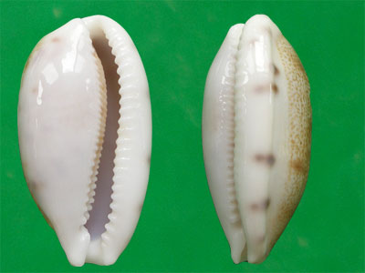 talostolida teres alveolus