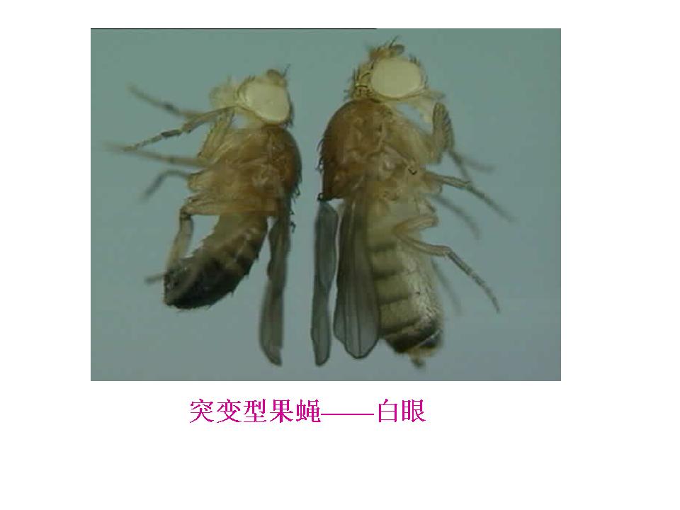  p>黑腹果蝇 ( i>drosophila melanogaster /i>) 是被人类研究得最