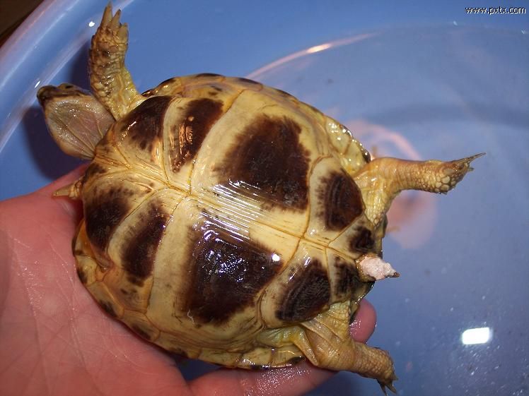 俄罗斯陆龟