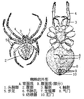 节肢动物门是动物界最大的一门,通称节肢