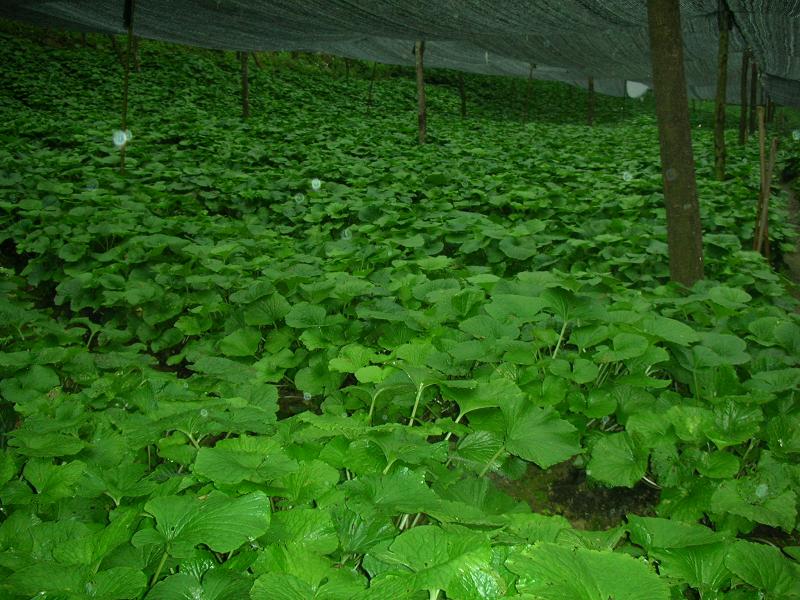  p>小玉龙村隶属于云南省昆明市宜良县竹山乡竹山村委会行政村,属于