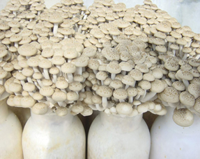 data-id="gnwzadxwoe">白玉菇别称白雪菇,白色蟹味菇,白色真姬菇,白玉