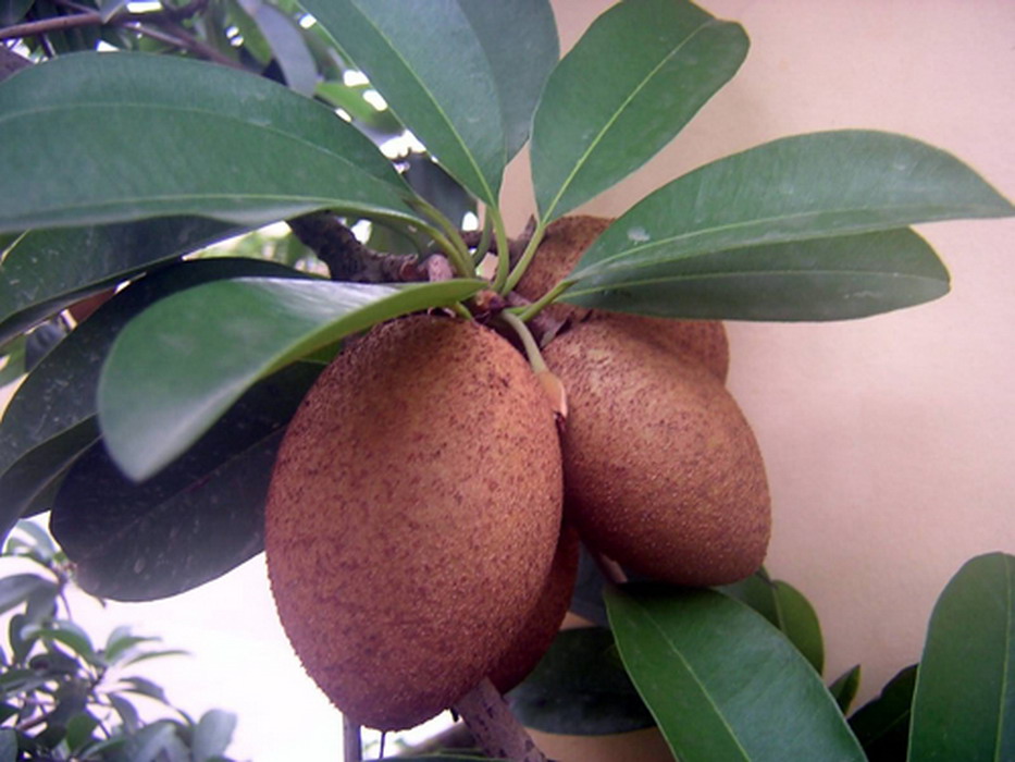  p>人心果(学名: i>manilkara zapota   /i>(linn.