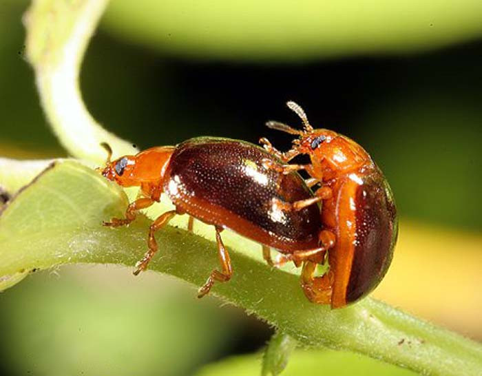 莲藕食根金花虫