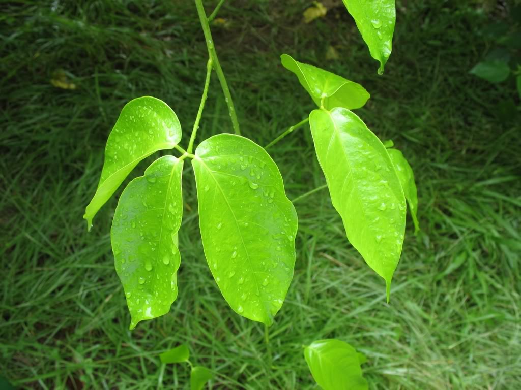  p>莲叶桐科(学名:hernandiaceae),双子叶植物,4属59种.