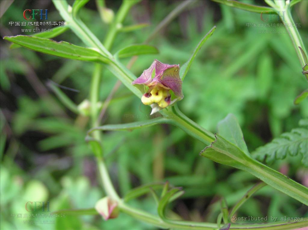 为玄参科植物疏毛翅茎草 i>pterygiella duclouxii /i> franch.