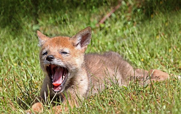  p>郊狼(学名: i>canis latrans /i>)是犬科犬属的一种,与 a target="