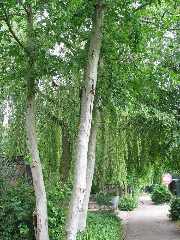  p>辽东桤木(学名: i>alnus sibirica /i> fisch.