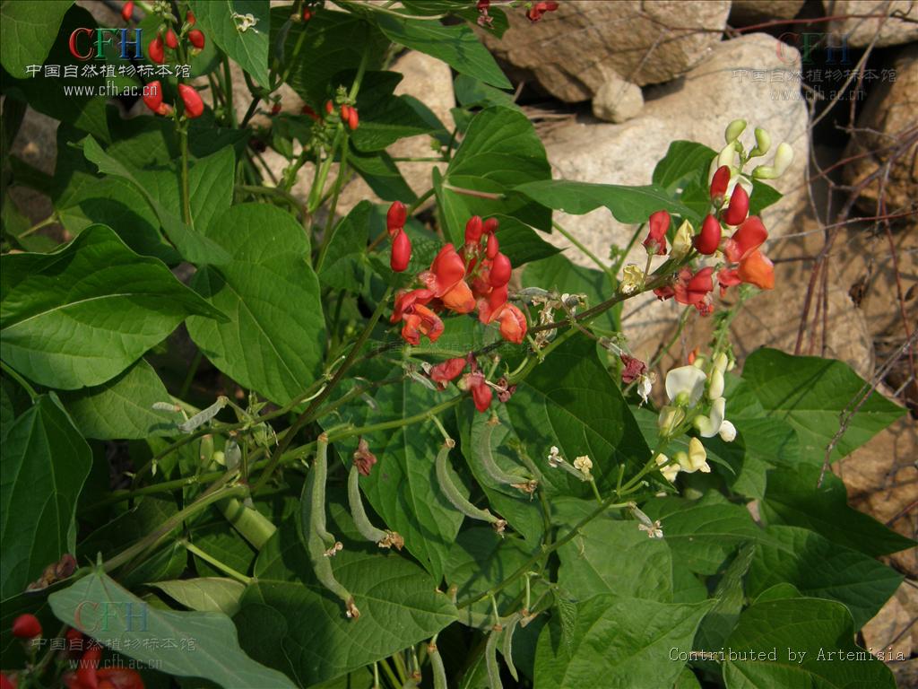  p>荷包豆(学名: i>phaseolus coccineus /i> linn.