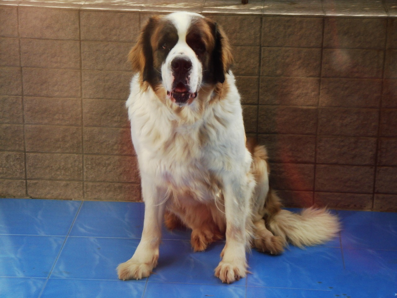  p>圣伯纳犬(saint bernard)又名 a href="#" data-lemmaid="10679897