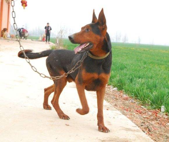 苏联红犬