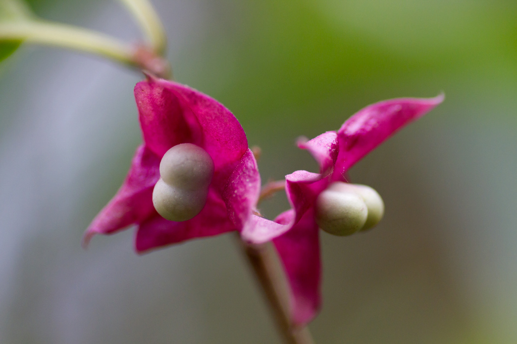  p> b>大果臀果木 /b>(学名: b> i>pygeum macrocarpum /i> /b>),为 a