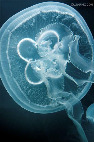 海月水母