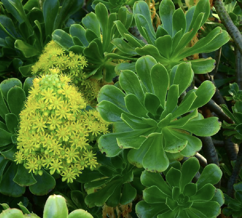 莲花掌( i>aeonium arboreum /i>),是景天科莲花掌属多年生亚灌状植物