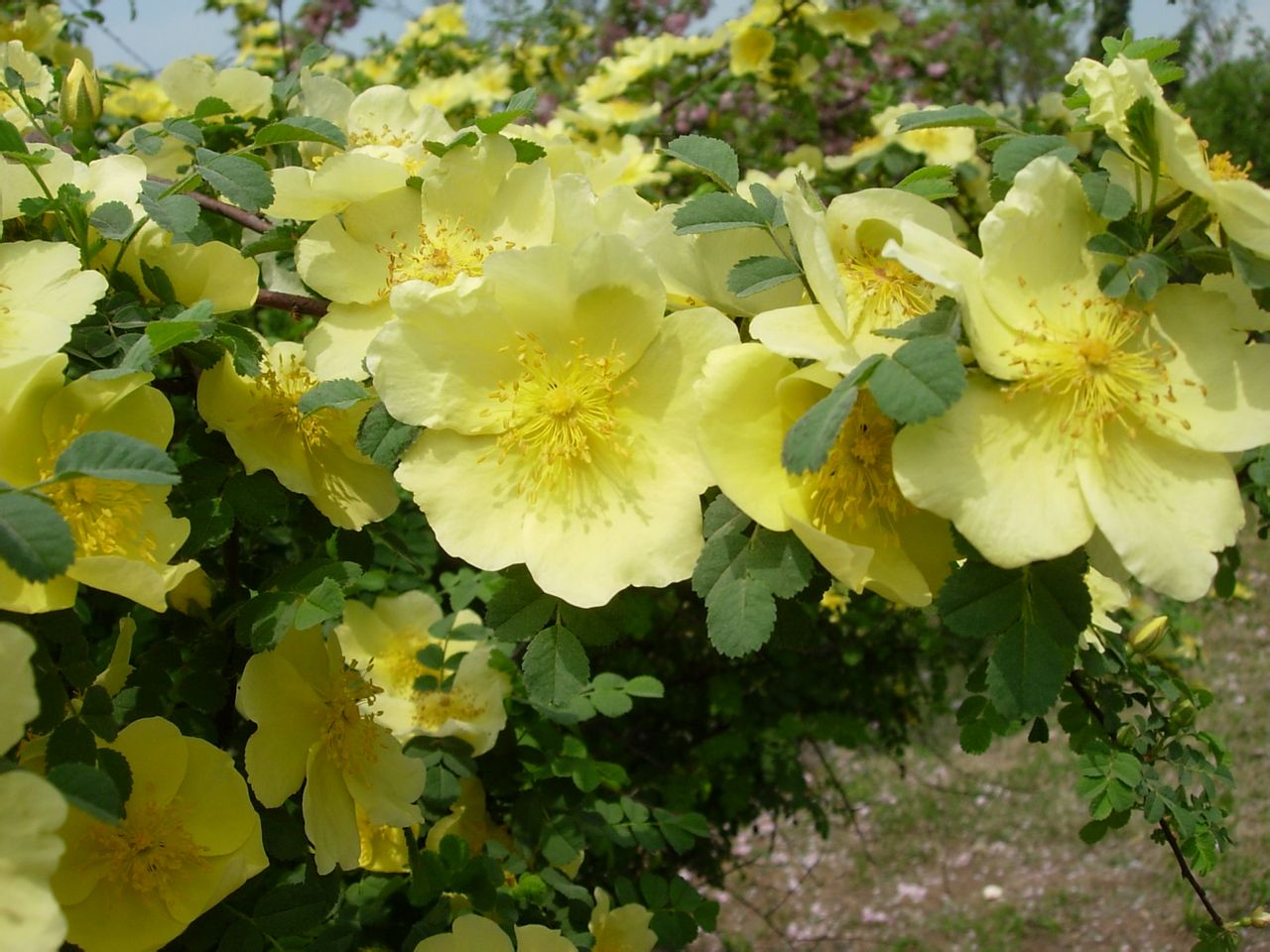  p>黄刺玫,拉丁学名: rosa xanthina lindl,落叶灌木.