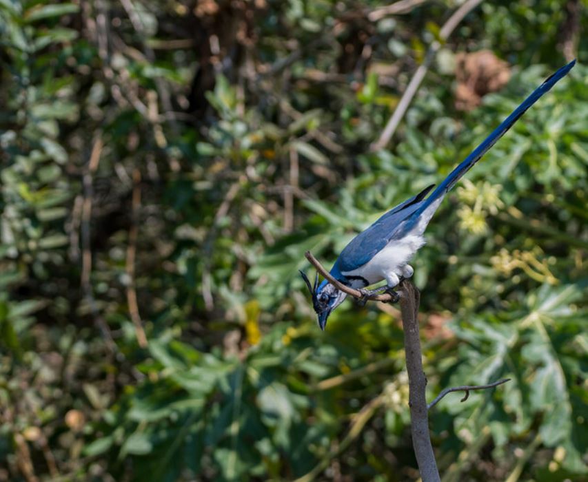  p>黑喉鹊鸦(学名: i>calocitta colliei /i>):体重225–251克,体长58